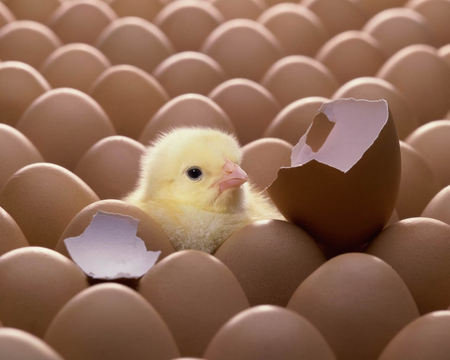 chick and egg